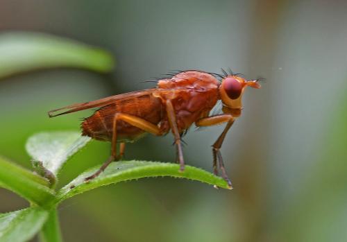 Tetanocera sp.